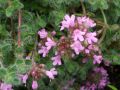 Thymus pseudolanuginosus - mateřídouška