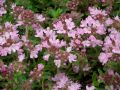 Thymus serpyllum 