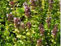Thymus citriodorus 