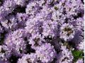 Thymus longicaulis 