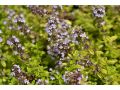 Thymus pulegioides 