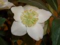 Helleborus niger 