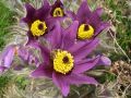 Pulsatilla vulgaris 