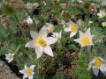 Pulsatilla vulgaris 