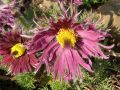 Pulsatilla vulgaris 