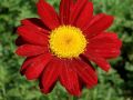 Chrysanthemum ( syn. Tanacetum ) coccineum 