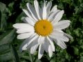 Leucanthemum x superbum 