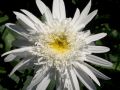 Leucanthemum x superbum 