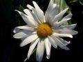 Leucanthemum x superbum 
