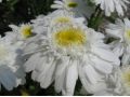 Leucanthemum x superbum 