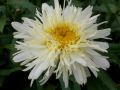 Leucanthemum maximum 