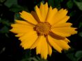 Coreopsis auriculata f. nana 