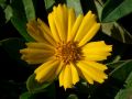 Coreopsis lanceolata 