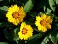 Coreopsis lanceolata 