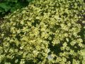 Coreopsis verticillata 