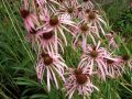 Echinacea pallida - třapatkovka