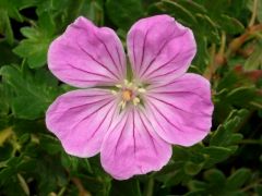 Geranium sanguineum 