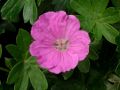 Geranium sanguineum 