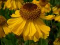 Helenium bigelovii 