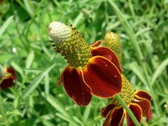 Ratibida columnifera var. pulcherrima značka 