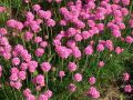 Armeria maritima 