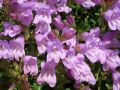 Penstemon fruticosus (syn. scouleri) - dračík křovitý