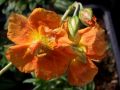 Helianthemum 