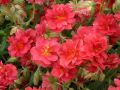Helianthemum 