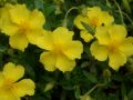 Helianthemum lunulatum - devaterník