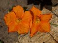 Helianthemum 