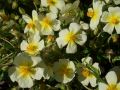 Helianthemum 