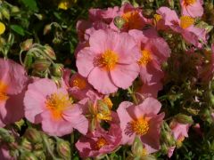 Helianthemum 