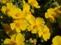 Helianthemum 