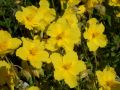 Helianthemum 