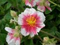 Helianthemum 
