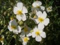 Helianthemum 