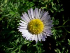 Erigeron trifidus - turan značka 