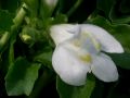 Mazus reptans 