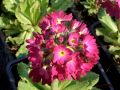 Primula denticulata 