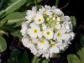 Primula denticulata 