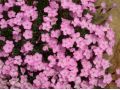 Dianthus 