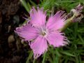 Dianthus sternbergii - karafiát, hvozdík