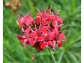 Dianthus pinifolius - karafiát, hvozdík