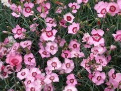 Dianthus hybridus 