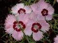 Dianthus plumarius Nanus 