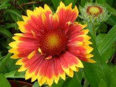 Gaillardia aristata 