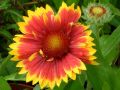 Gaillardia aristata 