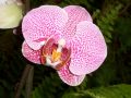 Phalaenopsis