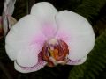 Phalaenopsis