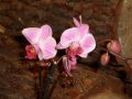 Phalaenopsis